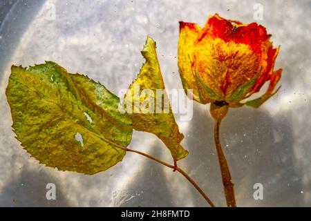 Rosa congelata in un blocco di ghiaccio in primo piano in alta definizione Foto Stock