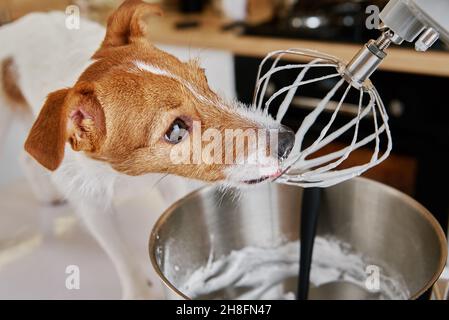 Frusta del miscelatore elettrico della cucina del cazzo del cane. Animale domestico affamato Foto Stock