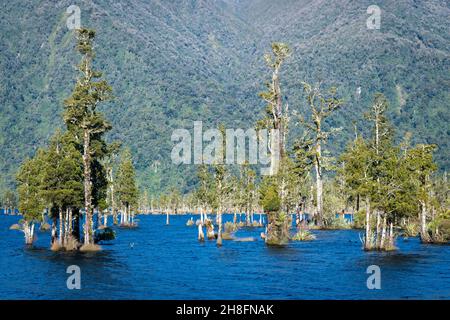 Kahikatea alberi (Dacrycarpus dacrydioides) che crescono nel lago Brunner, Isola del Sud, Nuova Zelanda Foto Stock