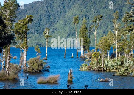 Kahikatea alberi (Dacrycarpus dacrydioides) che crescono nel lago Brunner, Isola del Sud, Nuova Zelanda Foto Stock