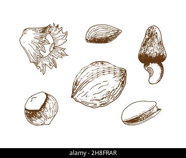 Set di noci impronta pistacchio nocciola noce mandorle, disegno a mano stampa, profilo, silhouette. Isolato, sfondo bianco. Illustrazione vettoriale Illustrazione Vettoriale