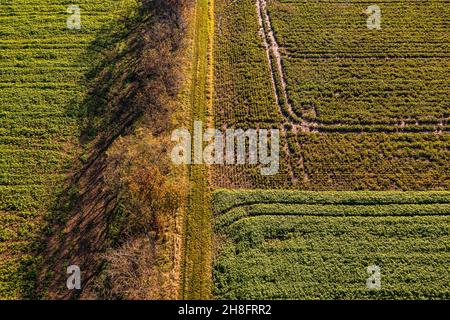 Idilliaca foto drone di una strada sterrata e di cingoli di trattori con vari campi in autunno Foto Stock