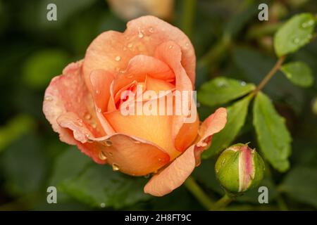 Primo piano di petali di rosa arancio coperto di rugiada in un giardino. Foto Stock