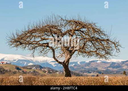 Un albero solitario senza foglie su una collina verde, con montagne innevate e un cielo blu sullo sfondo al tramonto. Foto Stock