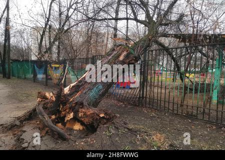 Albero caduto dopo un uragano nel cortile di Mosca. Albero con radici capovolte dal vento giace sulla recinzione curva di un asilo. Foto Stock