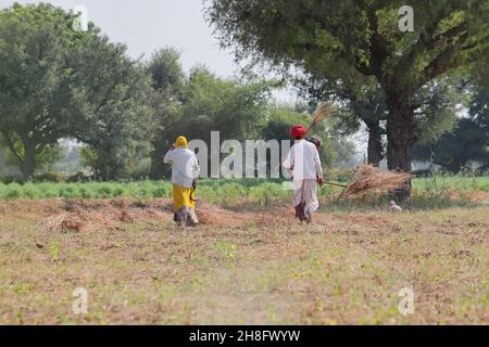 Pali Rajasthan, India - 3 novembre 2021. Maschio e femmina agricoltore indiano operaio che lavora nel campo nel campo Foto Stock