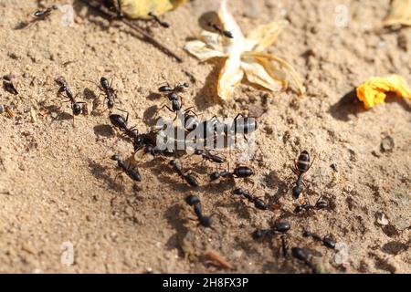 Primo piano di un grande gruppo di formiche nere che lavorano intorno all'antracite Foto Stock