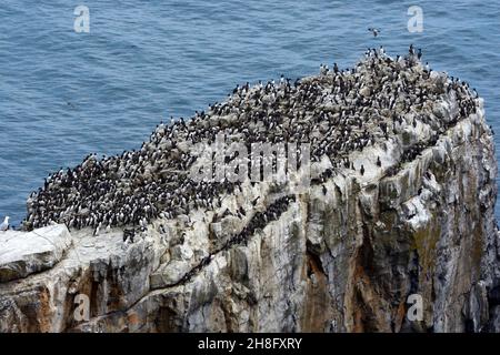 Colonia di Guillemot nidificata su un lasco costiero vicino Stack Rocks Elugug stack Castello martin Uria aalger Pembrokeshire Galles UK Foto Stock