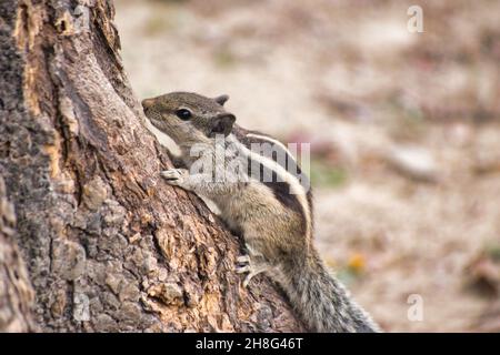 Gli scoiattoli sono membri della famiglia Sciuridae, una famiglia che comprende roditori di piccole o medie dimensioni. Foto Stock