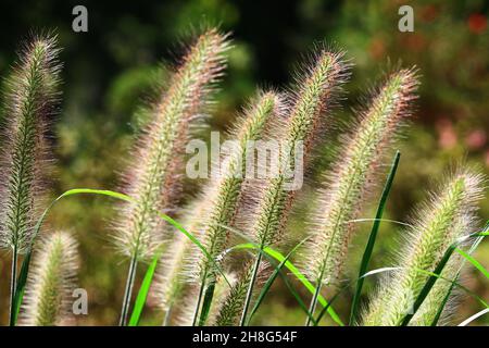 Bellissimo paesaggio autunnale con colorati alberi di acero e casa in legno, vista di foglie gialle e arancioni che crescono sui rami in autunno Foto Stock
