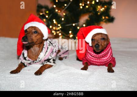Due cani piccoli in cappelli di Santa sono sdraiati sullo sfondo di un albero di Natale. Cani di Babbo Natale. Foto Stock