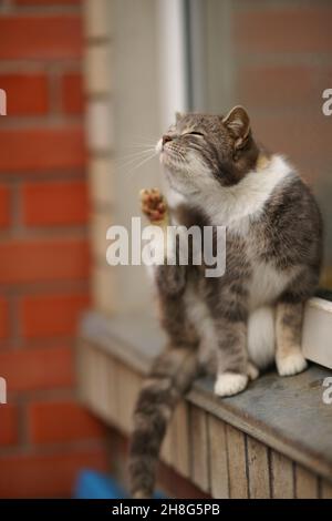 tartaruga gatto graffi pulci seduto sul davanzale fuori dalla finestra della casa. Foto Stock