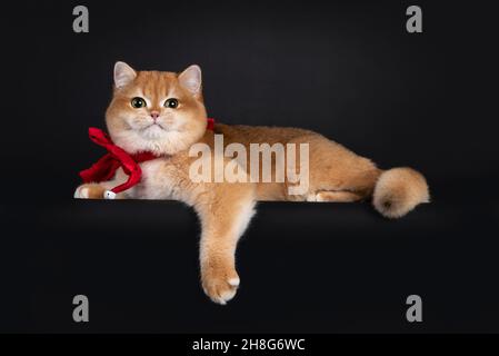 Eccellente gattino gatto Shortair inglese ombreggiato d'oro, adagiato sul bordo con una zampa sospesa. Indossando una cravatta ad arco in velluto rosso. Guardando dritto a. Foto Stock