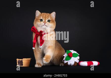 Eccellente gattino gatto Shortair britannico ombreggiato d'oro, seduta su fronte di fronte intra natale tratta giocattoli a forma di giocattoli. Indossando una cravatta ad arco in velluto rosso. Lo Foto Stock