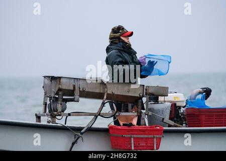 Delta del po, Scardovari, Italia, 26 novembre 2021 - pescatori e pescatori lavorano a sacco degli Scardovari Foto Stock