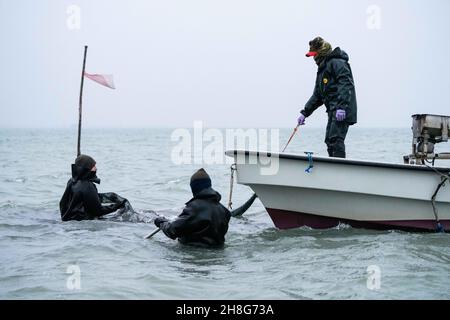 Delta del po, Scardovari, Italia, 26 novembre 2021 - pescatori e pescatori lavorano a sacco degli Scardovari Foto Stock