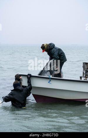 Delta del po, Scardovari, Italia, 26 novembre 2021 - pescatori e pescatori lavorano a sacco degli Scardovari Foto Stock