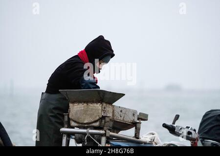 Delta del po, Scardovari, Italia, 26 novembre 2021 - pescatori e pescatori lavorano a sacco degli Scardovari Foto Stock