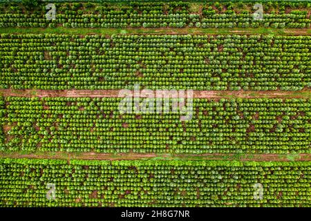 Vista aerea dell'imboschimento della zona. Restauro della popolazione di alberi. Piantagione industriale di alberi. Foto Stock