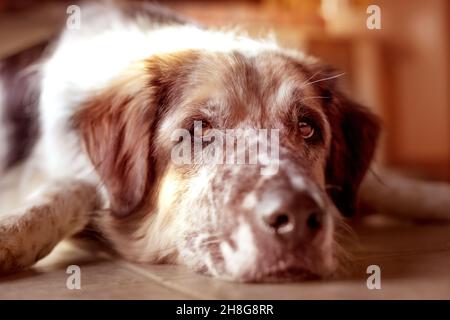 Divertente cane grande sdraiato sul pavimento piastrelle vicino ad un camino Foto Stock