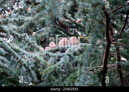 Coni di pino annidati nei rami di un albero di cedro Atlantica Atlantica Cedro Atlantico Cedro in Kew Gardens Surrey Londra Inghilterra Gran Bretagna 2021 Foto Stock