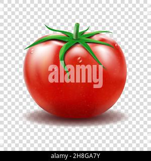 Pomodoro con gocce d'acqua. Illustrazione realistica del vettore. Illustrazione Vettoriale