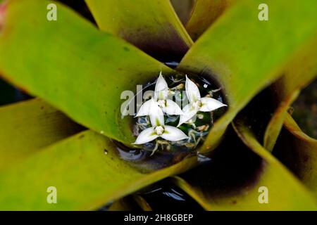 Bromeliad (Neoregelia) su giardino tropicale Foto Stock