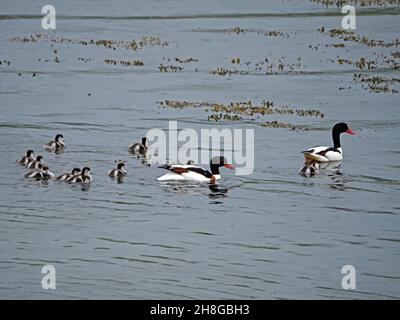 Coppia di Shelank comune adulto (Tadorna tadorna) con i loro dieci anatroccoli boldly marcati che nuotano insieme nel mare al largo di Mainland Orkney, Scozia, Regno Unito Foto Stock