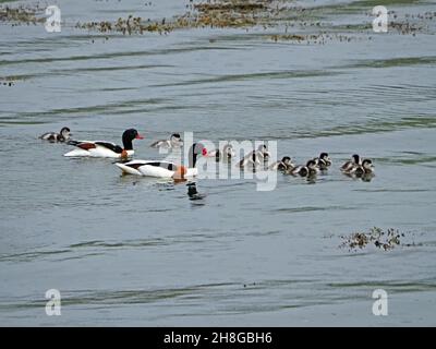 Coppia di Shelank comune adulto (Tadorna tadorna) con i loro dieci anatroccoli boldly marcati che nuotano insieme nel mare al largo di Mainland Orkney, Scozia, Regno Unito Foto Stock