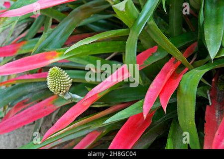 Infiorescenza di bromeliad (Aechmea pectinata) sulla foresta tropicale, Rio Foto Stock