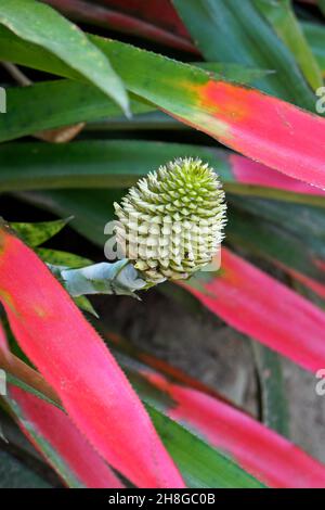 Infiorescenza di bromeliad (Aechmea pectinata) sulla foresta tropicale, Rio Foto Stock