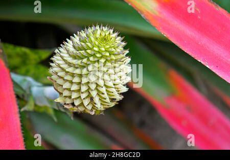 Infiorescenza di bromeliad (Aechmea pectinata) sulla foresta tropicale, Rio Foto Stock