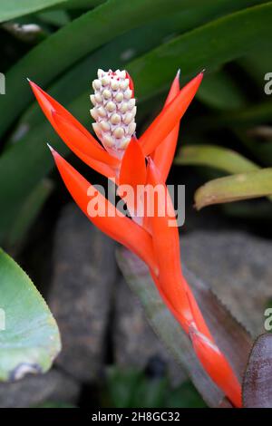 Infiorescenza delle bromelie rosse (Aechmea nudicaulis) Foto Stock