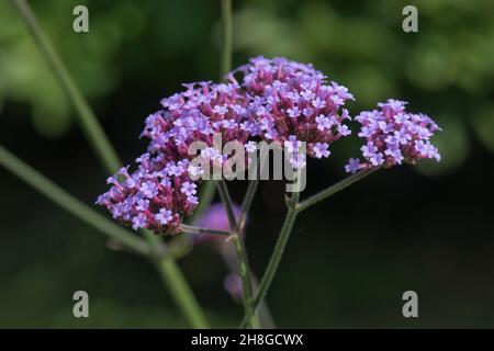 Vervain viola (Verbena bonariensis) fiore rosa-viola testa di pianta ornamentale alta, Berkshire, agosto Foto Stock