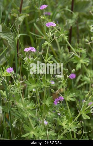 Colomba o geranio di colomba (geranio molle di geranio) foglie e fiori rosa di pianta erbacea annuale, Berkshire, giugno Foto Stock