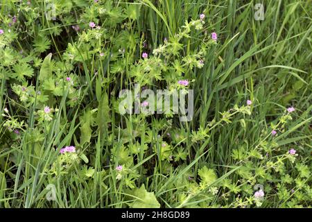 Colomba o geranio di colomba (geranio molle di geranio) foglie e fiori rosa di pianta erbacea annuale, Berkshire, giugno Foto Stock