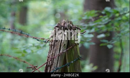 Unkel Germania Giugno 2021 primo piano di una vecchia recinzione di filo spinato arrugginito nella foresta con sfondo verde in luce naturale Foto Stock