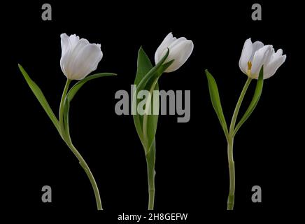 Tulipani bianchi che comunicano insieme Foto Stock