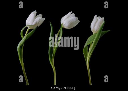 Tulipani bianchi che comunicano insieme Foto Stock
