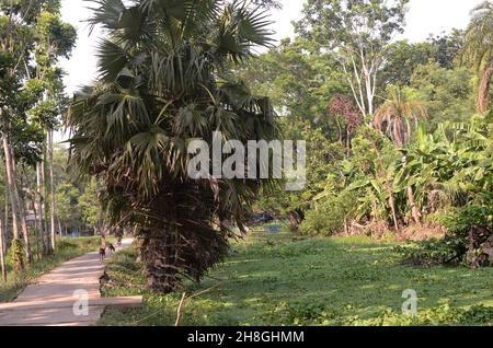 Bei villaggi di Bengala, corpi d'acqua, palme, palme da datteri, reti da pesca, barche da pesca Foto Stock