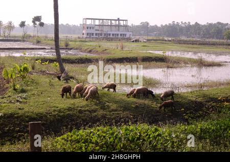 Bei villaggi di Bengala, corpi d'acqua, palme, palme da datteri, reti da pesca, barche da pesca Foto Stock