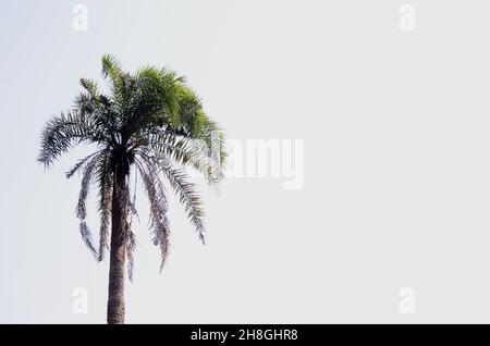 Bei villaggi di Bengala, corpi d'acqua, palme, palme da datteri, reti da pesca, barche da pesca Foto Stock