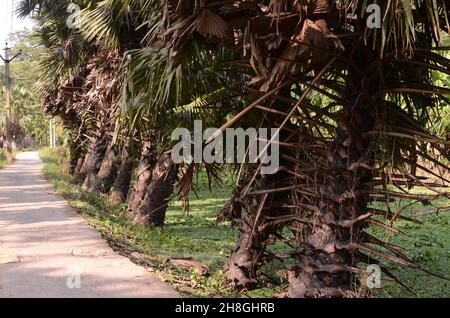 Bei villaggi di Bengala, corpi d'acqua, palme, palme da datteri, reti da pesca, barche da pesca Foto Stock