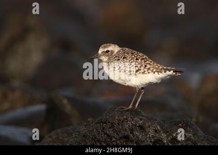 Un po 'grigio plover inverno nel Regno Unito su estuari, altri migrano fino a sud come l'Australia. Altri Inverno sulle Isole Canarie in aree rocciose tipiche. Foto Stock