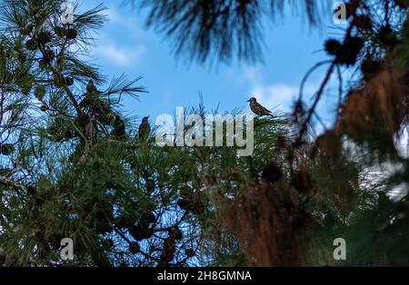 startlings che annunciano l'arrivo dell'inverno Foto Stock