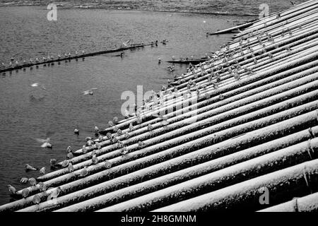 Vista dettagliata di frangiflutti in legno Foto Stock