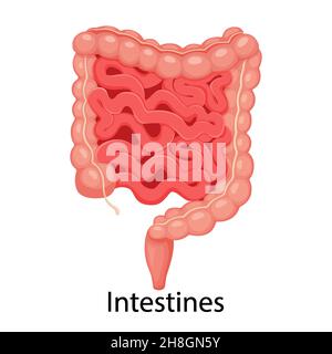 Intestino. Illustrazione realistica del vettore piatto di intestino piccolo e grande. Organo interno umano, tratto digestivo. Illustrazione vettoriale isolata su wh Illustrazione Vettoriale