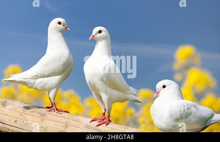 Bella vista di tre piccioni bianchi sul persico con sfondo giallo fiorito, piccione imperiale, ducola Foto Stock