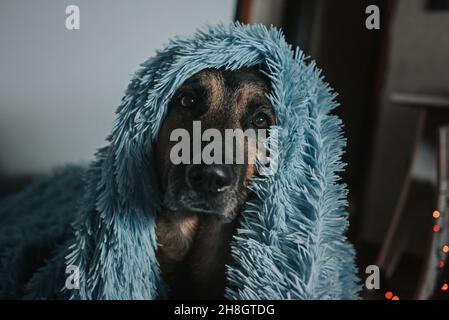 Un cane pastore tedesco coperto da una coperta Foto Stock