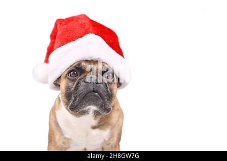 Cane Bulldog francese che indossa un cappello rosso di Natale di Babbo Natale di fronte a sfondo bianco Foto Stock